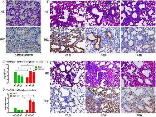 Figure 4. Histopathology of lung tissue and the lung viral titre. A: HE staining and immunohistochemical staining of the lungs of normal mice. B: The lungs of mice challenged with A/Zhejiang/DTID-ZJU01/2013(H7N9). The different degrees of injury at 2, 4, and 6 days after virus inoculation are shown (original magnification, 200×). C: The H7 gene content in lung tissue. D: The TCID50 of the lung leachate. E: The lungs of mice challenged with A/Guangdong/GZ8H002/2017(H7N9). The different degrees of injury at 2, 4, and 6 days after virus inoculation (200×). HE: Hematoxylin eosin staining; IHC: Immunohistochemical staining; dpi: days post infection.