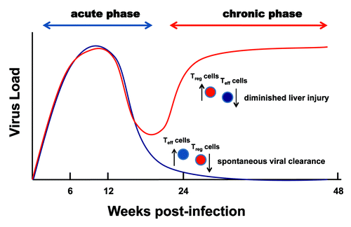 Figure 2. Contrasting contributions of Treg cells to the pathogenesis of chronic hepatitis C. An increased ratio of Treg to Teff cells impairs spontaneous viral clearance and suppresses liver injury and the pathogenesis of chronic hepatitis C as the disease progresses.
