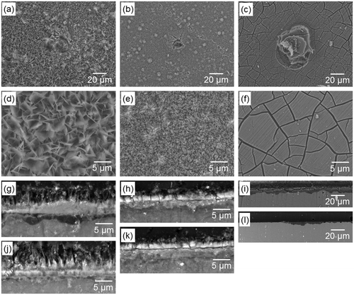 Figure 7. (a–f) Surface and (g–l) cross-sectional SEM images of (a, d, g, j) OCP-, (b, e, h, k) HAp- and (c, f, i, l) Mpol-AZ31 after six days culture of MG-63 cells. Surface images (a–c) with a typical pit and (d–f) without apparent corrosion. Cross-sectional images (g–i) with a relatively thick corrosion layer and (j–l) without obvious corrosion layer.