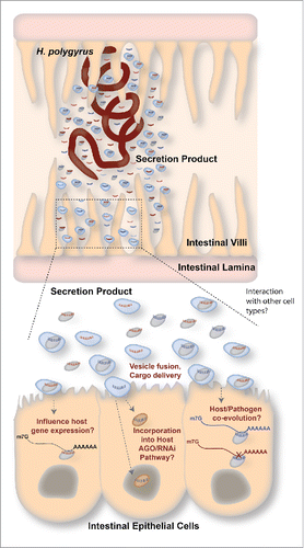 Figure 1. Summary of exRNA communication in a parasitic nematode model. Top: H. polygyrus is a parasitic nematode that resides in the mouse small intestine. It releases an AGO protein and various types of small RNAs in its secreted product. Some of these AGO/small RNA complexes are found within vesicles. Bottom: Extracellular vesicles and/or AGO reach the epithelial cells of the mouse intestine, or other cell types, where they may have a variety of outcomes. Left: The H. polygyrus AGO/small RNA complexes could regulate gene expression in the host (in the nucleus or cytoplasm). Middle: Small RNAs from H.polygyrus could be incorporated into host AGO/RNAi pathways, where they can be used to influence host gene expression in the nucleus or cytoplasm. Right: Over time, small RNAs and target transcripts could co-evolve, leading to optimal manipulation of host gene expression by the parasite's exRNAs. In this example, the blue transcript is capable of being recognized by the blue exRNA, but not the red exRNA because they have co-evolved.