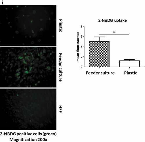 Figure 3. (Continued).