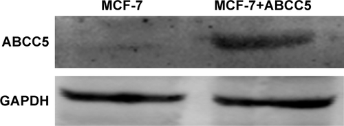 Figure S2 Expression of ABCC5 protein of MCF-7 cells transfected with adenoviruses containing ABCC5 and the MCF-7 cells without transfection. GAPDH is used an internal control. The expression of ABCC5 was measured by Western blot. The bands were visualized with the Image Studio system (LI-COR Biosciences; Lincoln, NE, USA).Abbreviation: GAPDH, glyceraldehyde-3-phosphate dehydrogenase.