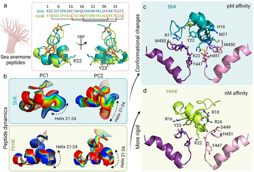 Figure 6. Role of conformational dynamics in the interaction of ShK and HmK with KV1.3. a) Structure and sequence of ShK (teal) and HmK (green). The disulfide bonds are represented as orange sticks and the Lys-Tyr dyad is shown as sticks. b) The 20 structures derived from PC1 and PC2 show that the dynamics of ShK are distributed throughout the peptide, with the helix 21–24 having a higher contribution, while HmK does not display significant dynamics, except at the N- and C-termini. The final frames of the 100 ns MD simulations show the interaction of KV1.3 (subunits A, and C colored pink and purple, respectively) with c) ShK (teal) and d) HmK (green). The residues in the selectivity filter and the outer vestibule of KV1.3 are the main residues interacting with the α-helix 21–24 of ShK, except for Arg11, which is located in the N-terminal region of the toxin. Both models show Lys22 occupying the pore.