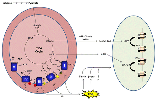 Figure 1. Mitochondrial metabolism promotes keratinocyte differentiation. During oxidative metabolism, electrons are transferred from TCA cycle substrates to complexes I and II of the electron transport chain via NADH and FADH2 respectively. These electrons are transferred to complex III (via coenzyme Q) and subsequently to complex IV (via cytochrome c) where they are used to reduce molecular oxygen to water. Complexes I, II, and III of the respiratory chain contain sites in which electrons can prematurely react with oxygen, producing ROS. Our recent report demonstrates that mitochondrial ROS production is required for activation of Notch and β-catenin transcriptional programs which promote epidermal differentiation and hair development respectively. Mitochondrial metabolism may also promote keratinocyte differentiation by providing substrates for histone acetyltransferases (HATs) and histone demethylases (such as JMJD3).