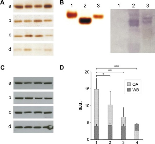 Figure 7 SNPs effects on blood serum copper status.Notes: (A) Silver nanoparticles decrease oxidase activity in mice blood serum. Oxidase activity of the serum samples, (a) in control mice, (b) after the second, (c) third, and (d) fourth injections of SNPs. Serum (1.5 μL) was used for each analysis. Serum samples were fractioned in an 8% PAG by non-denaturing electrophoresis. (B) Antibodies to rat Cp cross-react with mouse Cp. Right: non-denaturing electrophoresis in an 8% PAG using 1 μL samples of human (1), rat (2), and mouse (3) blood sera; the gel is stained by o-dianisidine. Left: WB of 0.1 μL samples of the same sera with antibodies to rat Cp; non-denaturing electrophoresis in an 8% PAG, immune zones were revealed by α-naphthol. (C) SNPs do not affect Cp protein content in mouse blood serum. WB of 0.05 μL samples of mouse blood sera (the samples are similar to those in [A]), after electrophoresis in an 8% PAG with 0.1% SDS. (a) Control mice, (b) after the second, (c) third, and (d) fourth injections of SNPs. (D) Statistical analysis of data, exemplified by images (A and C). Abscissa: 1–4 correspond to a–d in (A and C). Light bars, oxidase activity; dark bars, Cp protein content. Data are presented as the means ± standard deviation (n=8 in each group of animals). *P<0.05; **P<0.005; ***P<0.001.Abbreviations: SNPs, silver nanoparticles; PAG, polyacrylamide gel; Cp, ceruloplasmin; WB, Western blot; SDS, sodium dodecyl sulfate; a.u., arbitrary units; OA, oxidase activity.