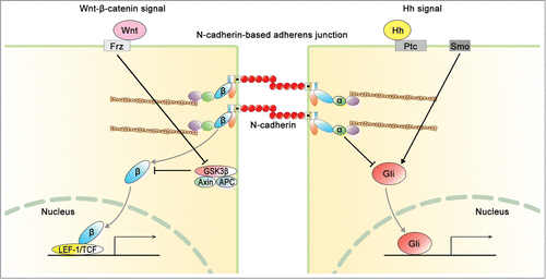 Figure 6. Interaction of N-cadherin-based AJ with Wnt signaling and hedgehog (Hh) signaling. N-cadherin regulates not only the integrity of AJ, but also the balance between Wnt signal and Hh signal. About Wnt signal, β-catenin (β) is mediated with N-cadherin-based AJ and canonical Wnt signal. On the other hand, α-catenin (α) is mediated with the junction and Hh signal. Ptc, patched; Smo, smoothened; Frz, frizzled.