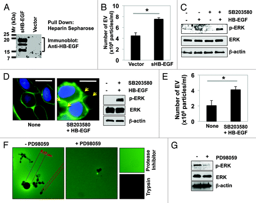 Figure 1. HB-EGF and ERK1/2 activation mediate EV shedding from prostate cancer cells. (A and B) Secreted HB-EGF from LNCaP/sHB-EGF cells stimulated EV shedding. (A) Western blot analysis confirmed HB-EGF secretion. Conditioned medium from LNCaP/sHB-EGF or LNCaP/Vector was precipitated by heparin Sepharose. Western blot was performed using an anti-HB-EGF antibody. (B) Quantitation of EV shed from LNCaP/sHB-EGF or LNCaP/Vector cells by NanoSight optical microscopy. Statistical significance was defined as P < 0.05 (*). (C–E) ERK1/2 activation in DU145 cells in response to p38MAPK inhibition with SB203580 (10 μM) and HB-EGF (100 ng/ml) stimulation increases EV shedding and bioactivity. (C) Western blot analysis indicated ERK1/2 activation by HB-EGF, which was further enhanced when combined with the p38MAPK inhibitor, SB203580. (D) Immunofluorescence staining revealed that formation and shedding of EV were enhanced by ERK1/2 activation. (E) Quantitation of EV shed from tumor cells in response to HB-EGF and SB203580 treatment, as assessed by NanoSight optical microscopy. (F) EV shed from DU145 cells treated with HB-EGF and SB203580 were incubated on FITC-gelatin, in the presence or absence of the MEK1 inhibitor PD98059 (5 μM). The size of cleared spots (regions of gelatinase activity) was measured with Axiovision 4.2 software. A representative image is shown. (G) Inhibition of ERK1/2 phosphorylation by PD98059 was confirmed by western blot.
