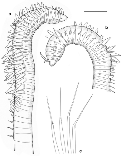 Figure 2. Aricidea fragilis, Webster, Citation1879: (a) typical individual from Cattolica (Italy); (b) individual with branched antenna from River Jadro Estuary (Croatia); (c) modified chaetae. Scale bar: a,b = 1 mm; c = 40 μm.