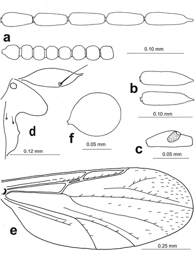 Figure 3. Atrichopogon (Atrichopogon) tolfensis n. sp., female: (a) flagellum, (b) terminal flagellomere, (c) third palpal segment, (d) paratergite and anterior anepisternum, (e) wing, and (f) seminal capsule.