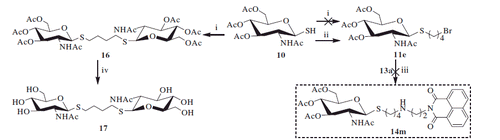 Scheme 2. Synthesis of compounds 11e and 17. (i) 1,4- dibromobutane, K2CO3, acetone, H2O; (ii) 1,4- dibromobutane, DBU; (iii) K2CO3, CH3CN; (iv) NH3, MeOH.