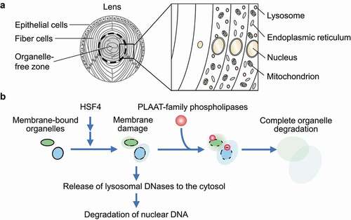 Figure 1. Model of organelle degradation in the lens by PLAAT-family phospholipases. (A) A schematic representation of zebrafish lens and organelle degradation. (B) A model of PLAAT-family phospholipase-mediated organelle degradation in the lens