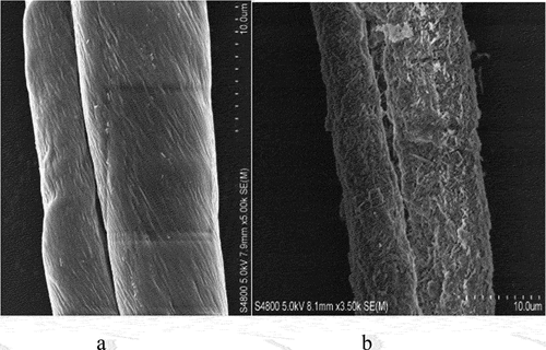 Figure 7. SEM images of the pristine uncoated cotton fiber (a) and the fiber with HNT + PEI/HNT multilayer coating (b). Reproduced with permission from [Citation34], copyright by ACES, Asian Chemical Editorial Society, 2023.