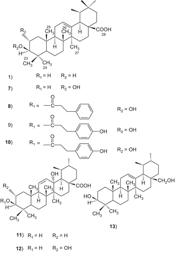 Scheme 1.  Chemical structures of triterpenes isolated.