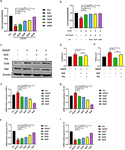 Figure 6 Quercetin alleviated microglia-mediated neuroinflammation via TLR4/TRIF. CCK-8 assay showing the effects of quercetin (a) and TRIF inhibitor (b) on microglial viability. Western blotting (c) and quantitative analysis of the protein expression of TLR4 (d) and TRIF (e). Meanwhile, the effect of quercetin on TNF-α (f), IL-1β (g), IL-4 (h) and IL-10 (i) mRNA expression was detected by qPCR. Compared with the sham group, ###P < 0.001. Compared with the OGD/R group, *P< 0.05, **P < 0.01, ***P < 0.001. Compared with the quercetin treatment group, δδP < 0.01.