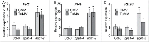 Figure 6. Expression of pathogenesis-related genes upon viral infection. Relative expression of (A) PR1, (B) PR4, and (C) RD20 evaluated by RT-qPCR at 7 dpi. Values were normalized with Arabidopsis SAND gene. Values on the graph represent means of the 3 independent biological replicates, and error bars show standard error of the mean. Asterisks indicate statistically significant differences from wild type Col-0 (Student's t-test, P < 0.05).