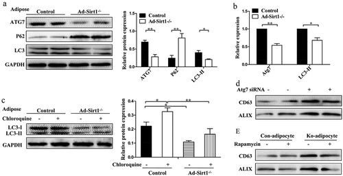 Figure 7. Adipose Sirt1 deficiency induces exosomes in an autophagy-dependent manner.(a): Western blot analysis of autophagy marker proteins in adipose tissue. (b): Relative mRNA expression of autophagy-related genes. (c): Determination of autophagic flux by chloroquine. (d): Expression of exosomal proteins in mature 3T3-L1 adipocytes after administration of Atg7 siRNA (100 nM). (e): Expression of exosomal proteins in primary adipocytes treated with rapamycin (10 nM). The data are expressed as the mean ± SEM from three independent experiments. *P < 0.05, **P < 0.01.