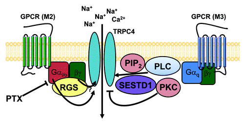 Figure 5. The schematic diagram for GPCR-mediated regulation of TRPC4 and TRPC5 channels. TRPC4 and TRPC5 channels may exist as a signal complex at caveolae that consists of GPCR (M2, M3 receptor alone or heteromultimer), the Gi/o protein, the Gq protein, PLC, PtdIns(4,5)P2 SESTD1 and RGS.