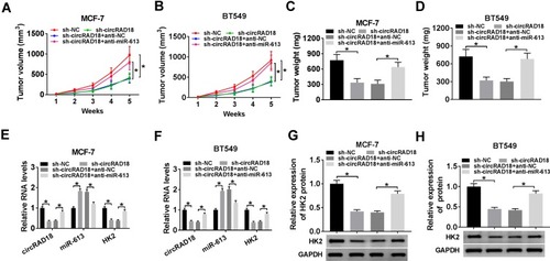 Figure 7 CircRAD18 depletion inhibited tumor growth via regulating miR-613 in vivo. The nude mice were subcutaneously inoculated with sh-circRAD18-transducing MCF-7 or BT549 cells (5.0 × 106). We then performed intratumor injection of PBS, anti-NC or anti-miR-613 one week after implantation. In the end, all mice were sacrificed, and tumor tissues were removed. (A and B) After 7 days implantation, tumor volume measurement was began and implemented every one week. (C and D) Tumor weight was determined. (E and F) The levels of circRAD18, miR-613 and HK2 were assessed by qRT-PCR in xenograft tissues. (G and H) HK2 protein level was detected by Western blot in excised tumor tissues. *P < 0.05.