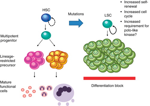 Figure 1. Plk1 in leukemic transformation. By increasing self-renewal and proliferation leukemic transformation may increase the requirement of Plk1.