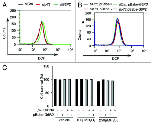 Figure 4. p73 depletion fails to affect ROS in H1299 cells (A) ROS levels in H1299 cells transfected with indicated siRNA. (B) H1299 stably overexpressing G6PD or vector control were transfected with p73 siRNA or control siRNA as indicated. ROS levels were analyzed. (C) H1299 stably overexpressing G6PD or vector control were transfected with p73 siRNA or control siRNA as indicated. Cells were treated with or without 100 µM or 250 µM H2O2 for 24 h, and cell viability was analyzed by trypan blue staining.