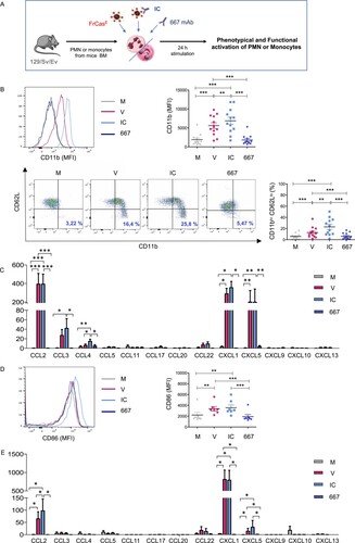 Figure 1. Phenotypic and functional activation of neutrophils and monocytes stimulated with FrCasE virions and ICs. (A). Experimental scheme. V, free virions; IC, viral ICs; M, culture medium. Free 667 mAb was used as control, 667. (B) Phenotypic activation of neutrophils stimulated by FrCasE virions or viral ICs made with the 667 mAb. Activation was assessed by monitoring CD11b expression and frequency of CD11bhi CD62Llo neutrophils. The data represent 12 independent experiments. (C) Functional activation of neutrophils stimulated by FrCasE virions (V) or viral ICs made with the 667 mAb (IC) or free 667 mAb (667). Chemokines release was assessed in supernatants of neutrophils isolated from BM of naive mice (>97-98% purity) and stimulated for 24 h by FrCasE virions (red), viral ICs (blue), free 667 mAb (dark blue) or left unstimulated (grey). The data represent 5 independent experiments. (D) Phenotypic activation of monocytes stimulated by FrCasE virions or viral ICs made with the 667 mAb. Activation was assessed by monitoring CD86 expression. The data represent 7 independent experiments. (E) Functional activation of monocytes stimulated by FrCasE virions (V) or viral ICs made with the 667 mAb (IC). Chemokines release was assessed in supernatants of monocytes isolated from BM of naive mice (>97-98% purity) and stimulated for 24 h by FrCasE virions (red), viral ICs (blue), free 667 mAb (dark blue) or left unstimulated (grey). The data represent 5 independent experiments. Data are expressed as means +/- SEM. Statistical significance was established using a parametric 1-way ANOVA test with Bonferroni’s multiple comparisons post-tests (*p < 0.05; **p < 0.01; ***p < 0.001).