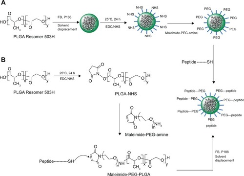 Figure 1 Synthesis of (A) PLGA-NPs-PEG-peptide and (B) PLGA-PEG-peptide polymer followed NPs preparation.Abbreviations: EDC, ethyl-3-(3-dimethylaminopropyl) carbodiimide hydrochloride; FB, flurbiprofen; NHS, N-hydroxysuccinimide; NPs, nanoparticles; PEG, polyethyleneglycol; PLGA, poly(lactic-co-glycolic acid); SH, sulfhydryl group.