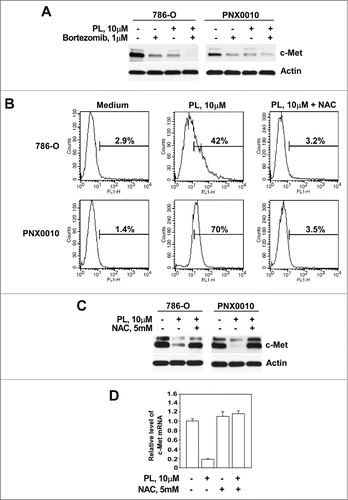 Figure 2. PL induces c-Met depletion via ROS-mediated proteasome-independent mechanism. (A) Co-treatment with proteasomal inhibitor bortezomib failed to prevent PL-mediated depletion of c-Met protein. Cells were pre-incubated with bortezomib (1 μM) for 1 hour followed by treatment with PL (10 μM) for 12 hours. (B) PL induces ROS production in RCC cells. 786-O and PNX0010 cells were treated with PL (10 μM) with or w/o NAC (5 mM) for 1 hour, stained with CM-H2DCFDA and analyzed by flow cytometry as described in Materials and Methods. (C) Cells were treated with PL (10 μM) with or without NAC (5 mM) for 12 hours. Expression of c-Met and actin was detected by immunoblotting with specific antibodies. (D) Levels of c-Met mRNA in P786-O cells treated with PL with or without NAC. 786-O cells were treated with PL (10 μM) with or without NAC (5 mM) for 12 hours. C-Met mRNA levels were detected by Real Time PCR using specific primers.