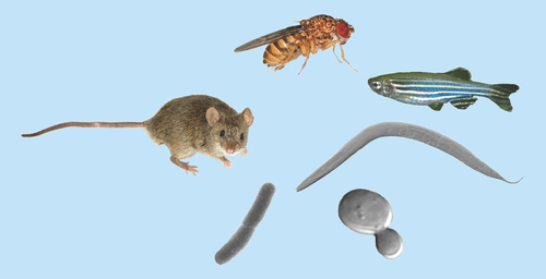 Figure 1.  Model systems.Shown clockwise from left, common laboratory mouse (Mus musculus), fruit fly (Drosophila melanogaster), zebrafish (Danio rerio), roundworm/nematode (Caenorhabditis elegans), baker's yeast (Saccharomyces cerevisiae) and bacteria (Escherischia coli).Images obtained through Creative Commons license, with specific credit to the following: mouse, G. Shuklin; fly, Bbski; worm, kbradnam; bacteria, Rocky Mountain Laboratories.