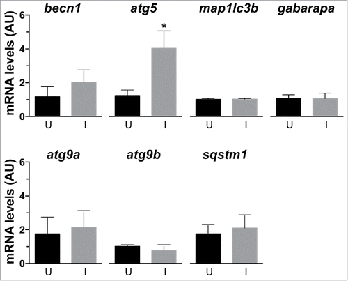 Figure 2. Analysis of expression of genes involved in autophagy. Gene expression in uninjured (U) and injured (I) LR muscles was assessed using qRT-PCR. Among the studied genes only atg5 was differentially expressed in the injured muscles, at levels 4-fold higher than control muscles (*, P < 0.05, n = 5). Gene mRNA levels (arbitrary units [AU]) were normalized to 18s rRNA using the ΔΔ C(t) method.