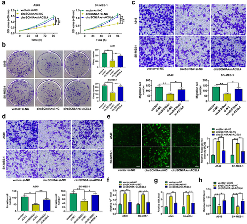 Figure 5. CircSCN8A suppresses NSCLC progression and induces ferroptosis by promoting ACSL4 expression. A549 and SK-MES-1 cells were co-transfected with circSCN8A and si-ACSL4. (a and b) CCK-8 and colony formation assays of cell proliferation. (c and d) Transwell assays of cell migration and invasion. (e) DCFH-DA probe was used to detect the ROS level. (f-h) the commercial kits were used to determine the levels of Fe2+ (f), MDA (g), and GSH (h). Scale bar: 50 μm. *P <0.05, **P <0.01, ***P <0.001.