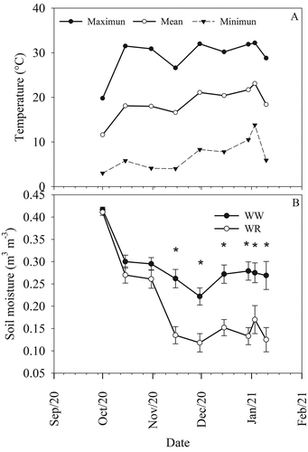Figure 1. Maximum, mean, minimum temperatures (a), and soil moisture content (b) per watering treatment during the study period. Asterisks indicate significant differences among temperature (A) and soil moisture content (B) at each measurement date at a significant level of 0.05.