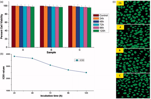 Figure 9. (a) Percentage cell viabilities of microsphere samples, A (0.01 g/ml), B (0.05 g/ml), C (0.1 g/ml) and control, prepared by incubating in DMEM media for 120 h against L929 cell lines. Vertical bars represent mean ± standard error mean (n = 6); (b) incubation time vs. IC50 plot; and (c) fluorescent microscopic images showing cytocompatibility of various microsphere samples (A, B, C and control (C1)) with L929 cell lines.