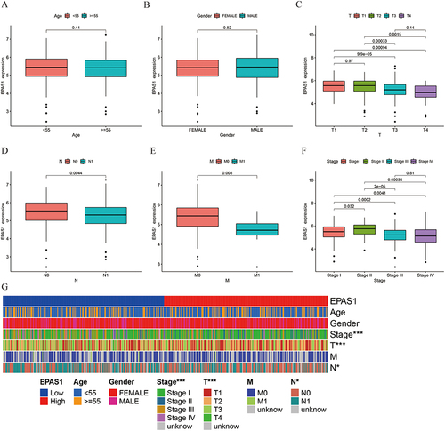 Figure 2 The HIF-2α was related with low TNM stage. (A and B) HIF-2α was not statistically related with age and gender. (C–F) The high expression of HIF-2α was related with lower T stage (C), N stage (D), M stage (E), and TNM stage (F). (G) The heatmap of relationship between HIF-2α expression and clinical characteristics in PTC. “*”, P <0.05, “***”, P <0.001.