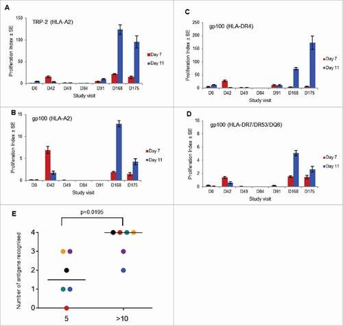 Figure 3. T cell proliferation in response to immunization with SCIB1. PBMCs were isolated from patient 05–13 (tumor not present at screening; 4 mg dose) at the indicated study visits (days) and cultured for up to 11 days at 37°C following stimulation with (A) TRP-2 (HLA-A2-restricted) peptide; (B) gp100 (HLA-A2-restricted) peptide; (C) gp100 (HLA-DR4-restricted) peptide; or (D) gp100 (HLA-DR7/DR53/DQ6-restricted) peptide. On days 7 and 11 cellular proliferation was assayed by the overnight incorporation of 3H-thymidine. The results shown are the mean of the calculated Proliferation Index (PI) ± standard error of the mean (n = 3). (E) Administration of >10 doses of SCIB1 conveys a broader range of epitope recognition in fully-resected 4 mg patients compared to five administrations. The bar represents the median antigen recognition; the P value was calculated by the Mann Witney test. Individual colours represent individual patients i.e. 05–11 (black), 05–24 (red), 01–32 (blue), 05–19 (yellow), 05–21 (green) and 05–18 (purple).