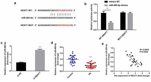 Figure 3. NEAT1 acts as a miR-485-5p sponge. the interaction between NEAT1 and miR-485-5p was (a) predicted using the starbase dataset and (b) confirmed using dual-luciferase reporter analysis. (c) miR-485-5p levels were detected by RT-qPCR with knockdown of NEAT1. (d) miR-485-5p was measured in CD4+ T cells isolated from patients with PE and healthy pregnant women. (e) Correlation analysis between NEAT1 and miR-485-5p in PE. ***P < 0.001. **P < 0.01