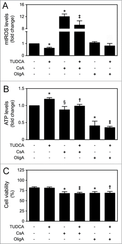 Figure 4. TUDCA modulation of NSC differentiation-induced mitochondrial alterations is dependent on mtROS and ATP regulation. NSCs were expanded, induced to differentiate for 1 h and 24 h, in the presence or absence of TUDCA and/or CsA or OligA, and then collected for flow cytometry and luminescence detection, as described in Materials and Methods. (A) Representative quantification data of mtROS levels after 1 h of differentiation, using MitoSOXTM Red reagent. (B) Representative quantification data of ATP levels at 24 h of differentiation, using Mitochondrial ToxGloTM assay. (C) Representative quantification of NSC viability by measuring Annexin-V- and PI-negative cells using flow cytometry, at 24 h of differentiation. Results are expressed as mean ± SEM fold-change for at least 3 different experiments. *P < 0.01 and §P < 0.05 from non treated cells (control); ‡P < 0.01 and †P < 0.05 from cells treated with TUDCA alone.