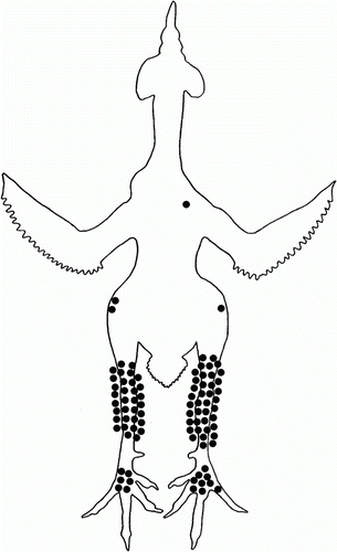 Figure 2.  Ventral view of the distribution of macroscopic joint lesions found post-mortem in birds inoculated intravenously with M. synoviae. Each symbol represents an affected joint.