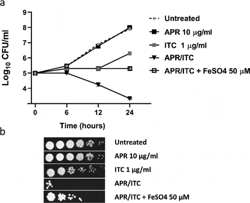 Figure 8. Effect of iron supplementation on the antifungal activity of aprepitant/itraconazole (APR/ITC). (a) Effect of iron supplement (FeSO4, at 50 µM) on the time-kill kinetics of aprepitant (10 µg/ml), itraconazole (1 µg/ml), or a combination of both drugs against C. auris AR0390. (b) Spot assays demonstrated the ability of iron supplementation to reverse the antifungal effect exerted by the aprepitant/itraconazole combination (10/1 µg/ml)