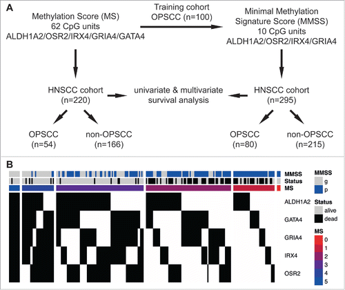 Figure 1. Schematic representation of the study design and association between the MS, the MMSS and the survival status of HNSCC patients. (A) The MS was evaluated based on quantitative MassARRAY data of 62 CpG units in proximal promoters of ALDH1A2, OSR2, IRX4, GRIA4 and GATA4 as described previously Citation25, and revealed informative data for 220 patients of the HNSCC cohort (n = 54 OPSCC and n = 166 non-OPSCC). The MMSS was established as a less complex signature, consisting of the 10 most informative CpG units in proximal promoters of ALDH1A2, OSR2, IRX4 and GRIA4, with data of the training cohort (n = 100; Citation25), and was applied on patients of the HNSCC cohort (n = 295 with n = 80 OPSCC and n = 215 non-OPSCC). Univariate and multivariate survival analysis was conducted to confirm prognostic effects of MS and MMSS. (B) Heatmap summarizing the MS, the MMSS and the survival status of HNSCC patients. Each column indicates a patient of the HNSCC cohort (n = 220) and the methylation status according to the established pattern ALDH1A2low, OSR2low, GATA4high, GRIA4high, IRX4high for favorable prognosis is indicated in black (congruent) or white (non-congruent). The colored bars indicate the final value for MS and the MMSS is depicted in blue (MMSS_p) or gray (MMSS_g). The survival status is indicated in gray (alive) or black (dead).