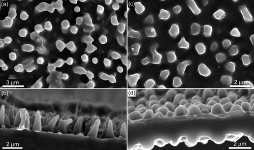 Figure S3. Top and side SEM images of the coloured regions found on the cicada wings of Tosena sybilla ((a) and (b), respectively) and Gaeana cheni ((c) and (d), respectively).