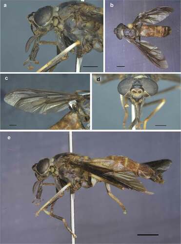 Figure 2. Acanthocera (Querbetia) chaineyi Fairchild & Burger. A - Head in lateral view; B - Full body in dorsal view; C - Left wing; D - Head in frontal view; E - Full body in lateral view (A - C - D scale bars = 1 mm; B - E scale bars = 2 mm)