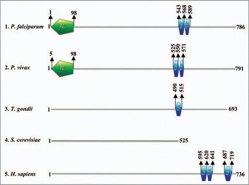 Figure 5 Schematic diagram showing the domain organization in various homologues of Nab2 in (1) Plasmodium falciparum, (2) Plasmodium vivax, (3) Toxoplasma gondii, (4) Sacchromyces cerevisiae and (5) Homo sapiens. The domain analysis was done using Scan Prosite at (http://expasy.org). The names of species are written on the left hand side.