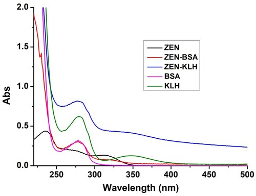 Figure 3. The UV spectra characterization for ZEN-KLH, ZEN-BSA, ZEN, KLH, and BSA.