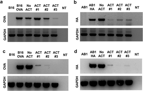 Figure 4. Transcriptional silencing of immunogenic antigens in ACT resistant tumors. Escaped B16.OVA.GFP or AB1.HA tumors were harvested ~14 days after ACT and tumor explant cell lines were generated. DNA was extracted to use as a template for PCR (a, b). RNA was extracted and used to synthesize cDNA for a template in RT-PCR (c, d). DNA and RNA expression of OVA (a, c) and HA (b, d) from three tumor explants lines from ACT treated mice (ACT 1, 2, 3), alongside relevant control cell lines. All reactions were run in parallel with control reactions using the reference gene GAPDH.