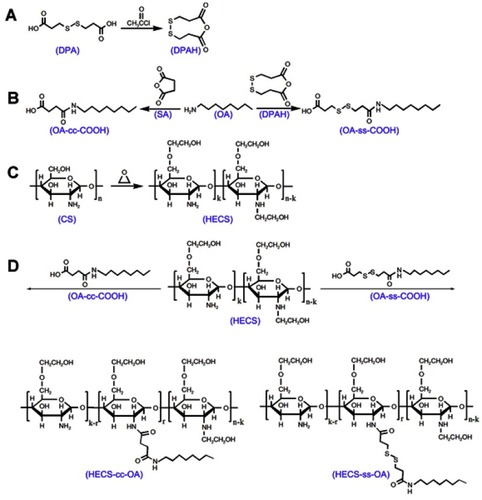 Scheme 2 Synthetic scheme of DPAH (A), OA-cc-COOH and OA-ss-COOH (B), HECS conjugate (C), HECS-cc-OA and HECS-ss-OA conjugates (D).Abbreviations: DPA, 3, 3'-dithiodipropionic acid; DPAH, 3, 3'-dithiodipropionic acid anhydride; OA, octylamine; SA, succinic anhydrid; HECS, hydroxyethyl chitosan; HECS-cc-OA, redox-insensitive O,N-hydroxyethyl chitosan−octylamine conjugates; HECS-ss-OA, redox-sensitive O,N-hydroxyethyl chitosan−octylamine conjugates.