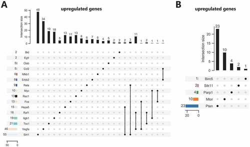 Figure 5. Screening of upstream miRNAs of the 21 candidate autophagy genes. (A) Upstream miRNA prediction of 16 upregulated candidate autophagy genes. (B) Upstream miRNA prediction of five downregulated candidate autophagy genes. The numerical value in the figure represents the predicted number of miRNAs, and the connecting line represents the jointly targeted miRNAs.