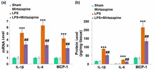 Figure 2. Mirtazapine attenuates LPS treatment-induced elevation of cytokines in the brain. (a) mRNA level of IL-1β, IL-6, MCP-1; (b) Protein levels of IL-1β, IL-6, MCP-1 was determined (***, P < 0.005 vs. LPS sham group; ##, P < 0.01 vs. LPS group).