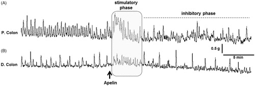 Figure 7. The effect of peripherally administered apelin-13 on in-vivo colonic motility in anesthetized rats. Representative traces showing the response of the proximal (A) and distal (B) colon to apelin-13 (100 μg·kg−1, i.v., n = 5). The black arrow represents the injection performed after recording a basal motor. The gray area and the dashed line represent the rapid stimulatory and long-lasting inhibitory phases, respectively.