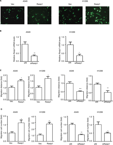 Figure S1 Rasip1 promotes migration of NSCLC cells.Notes: (A) The pEGFP-N1 vector (control) and Rasip1-GFP plasmid were overexpressed in H1299 and A549 cells, respectively. The images were captured by an inverted immunofluorescence microscope. (B) A549 cells and H1299 cells were transfected with negative siRNA and siRasip1, respectively. After 24 hours of transfection, qRT-PCR was performed to detect the expression of Rasip1 mRNA. (C) Wound-healing assay results were quantified and statistically analyzed. (D) Transwell assay results were quantified and statistically analyzed. Data are presented as mean ± SD, *P<0.05, **P<0.01, ***P<0.005.Abbreviations: NSCLC, nonsmall-cell lung cancer; qRT-PCR, real-time quantitative PCR; Rasip1, Ras-interacting protein 1.