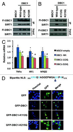 Figure 4. Effects of DBC1 acetylation on SIRT1 binding and sub-cellular localization. (A) Co-immunoprecipitation of Flag-wild-type DBC1 or deacetyl-mimetics with endogenous SIRT1 in stably transduced U2OS cells. (B) Co-immunoprecipitation of Flag-wild-type DBC1 or acetyl-mimetics with endogenous SIRT1 in stably transduced U2OS cells. (C) Effect of wild-type DBC1 and acetyl-mimetics on the transcription NFκB- regulated genes in stably transduced U2OS cells; mean + s.e. is shown (n = 3). *Denotes statistical significance (p < 0.05; t-test) for empty vs. DBC1-Wt; +denotes statistical significance (p < 0.05; t-test) for DBC1-Wt vs. DBC1–112Q; and #denotes statistical significance (p < 0.05; t-test) for DBC1-Wt vs. DBC1–215Q. (D) Top: Sequence of putative NLS with K215 indicated with a blue-filled circle, and positively charged residues indicated in blue, Bottom: localization of GFP, wild-type DBC1 and acetyl-mimetics in transiently transfected 293-T cells.